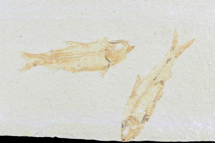 Two Fossil Fish (Knightia) - Wyoming #74126